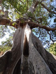 big baobab tree