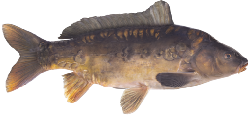  Freshwater fish isolated on white background closeup. The mirror carp  is a  fish in the carp family Cyprinidae, type species: Cyprinus carpio