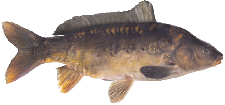  Freshwater fish isolated on white background closeup. The mirror carp  is a  fish in the carp family Cyprinidae, type species: Cyprinus carpio