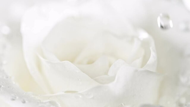 Super slow motion of falling drops of water on white rose blossom. Filmed on high speed cinema camera.