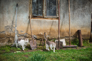 Cats by the old house - obrazy, fototapety, plakaty