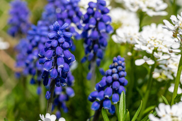 wiosenne kwiaty w ogrodzie niebieskie szafirki i białe