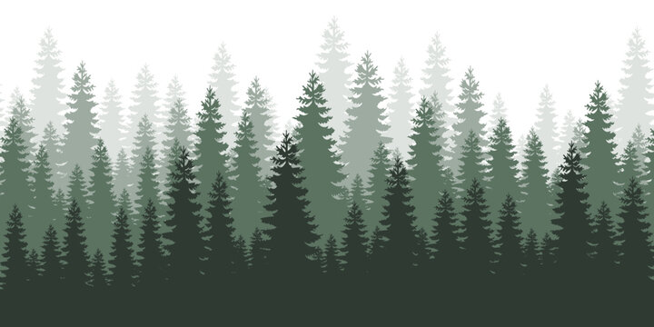 Horizontal forest landscape. Layered trees background. Evergreen coniferous trees. © Hunter Leader