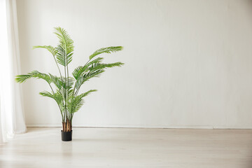 one green plant in a large bright room