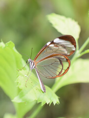 Fototapeta na wymiar Glasswing butterfly Greta oto sitting on a leaf