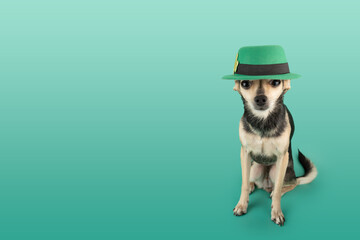 funny dog in irish leprechaun hat, saint patrick day, festive background for pet stores, copy space
