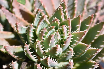 The green and pink succulent plant Aloe erinacea close up