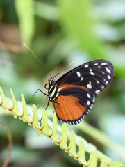 The tiger longwing butterfly Heliconius hecale sitting on a leaf
