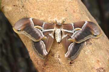 The big nocturnal moth Samia ricini resting