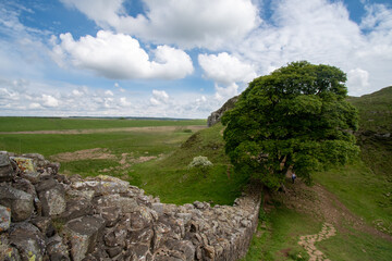 A break in Hadrian's Wall, leading to famous and much photographed Sycamore Gap (Robin Hood) tree in Northumberland National Park, UK