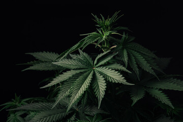 Fototapeta na wymiar cannabis plant and marijuana leaf