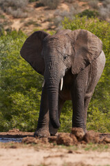 Fototapeta na wymiar African elephant (Loxodonta africana) drinking at a waterhole in Addo Elephant National Park, Western Cape, South Africa