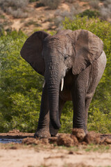 Fototapeta premium African elephant (Loxodonta africana) drinking at a waterhole in Addo Elephant National Park, Western Cape, South Africa