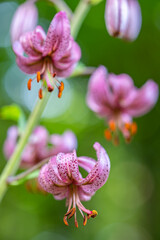 T&uuml;rkenbundlilie