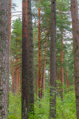 Obraz premium Evergreen pine forest, gloomy weather. Tree trunks close-up. Abstract natural pattern, texture, background. Pure nature concept