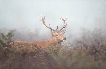 Close up of a red deer stag in the morning mist