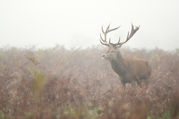 Naklejka na ściany i meble Red deer stag in the morning mist in autumn