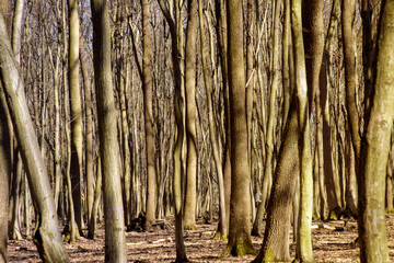 early spring trees without leaves in the forest against many trees  background