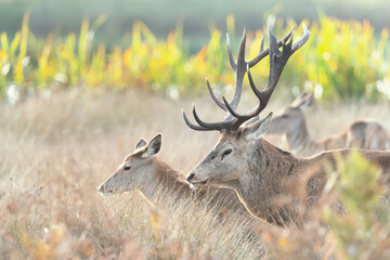 Red deer stag with hinds during rutting season in autumn