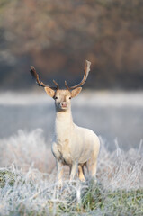 Close up of a Fallow deer in winter