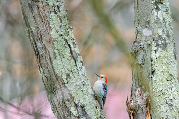 woodpecker on tree