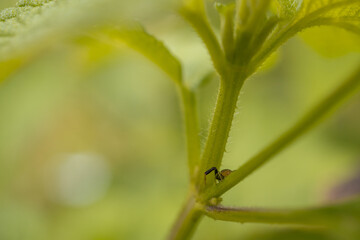 Macro photo of little baby spider over the branch and green leaf when spring season. The photo is suitable to use for nature animal background, poster and advertising.