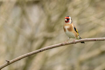 Goldfinch on a branch