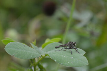 a gray robber fly that perches on a leaf
