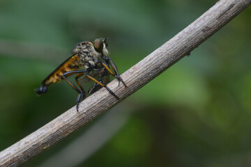 robber fly tiger perched on a tree branch eating insects