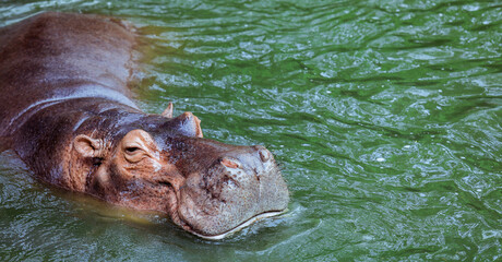 Fototapeta premium Huge Brown Hippo in the River, Thailand