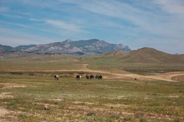 a herd of horses grazes in a clearing in the mountains in nature