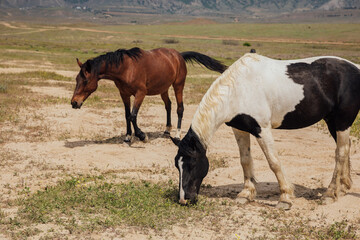 two horses graze in a clearing in the mountains in nature