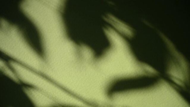 Botanical modern background with ficus leaves on a green background. Play of sunlight and shadows. Mock up video design. 