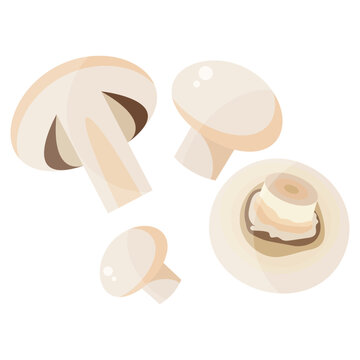 Vector image of champignons. The concept of a healthy diet and lifestyle. A ripe and delicious product. A bright element for your design