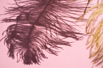 Shadow of an ostrich feather on a pink background. Top view, space for text.
