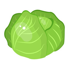 Vector image of cabbage. The concept of a healthy diet and lifestyle. A ripe and delicious product. A bright element for your design