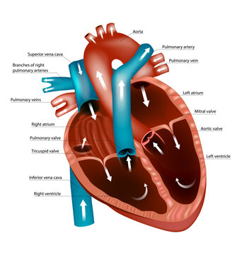 Diagram of the human heart. Blood Flow Through the Heart. Pathways and Circulation.