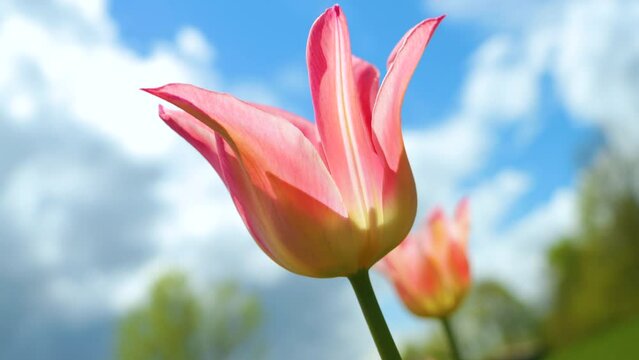 LOW ANGLE VIEW, DOF: Beautiful pink colored tulip flower blooming in early spring. Flowering herald of springtime swaying in gentle wind on a warm sunny day. Iconic spring flower enlivens home garden.