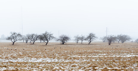 Background with misty apple trees on a cold winter day
