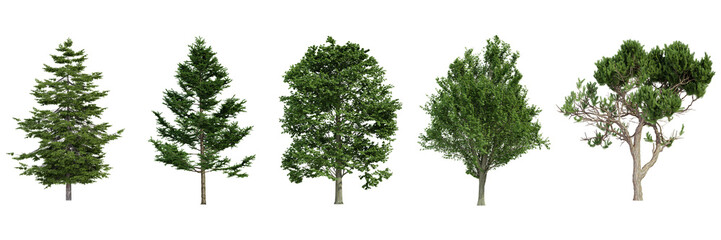 Obraz premium various tree isolated on white, photorealistic render