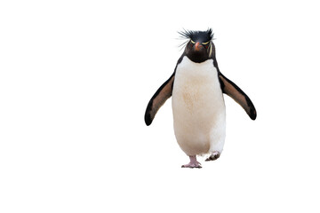 penguin - obrazy, fototapety, plakaty