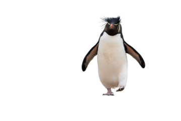 penguin