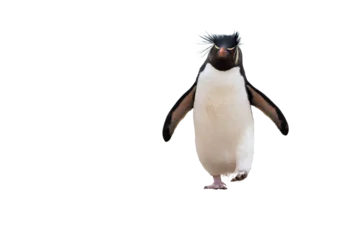 Gordijnen penguin © виталий барышев