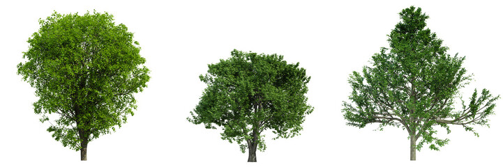 various tree isolated on white, photorealistic render