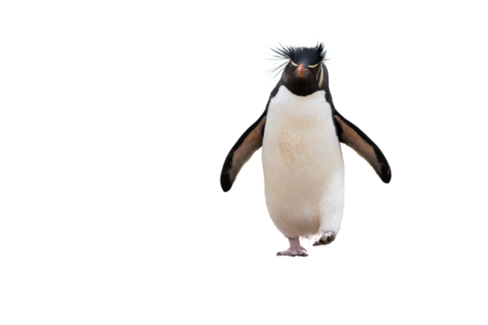 penguin