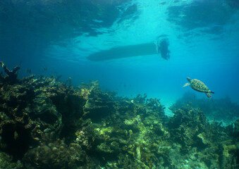 a sea turtle and a boat in the crystal clear waters of the caribbean sea