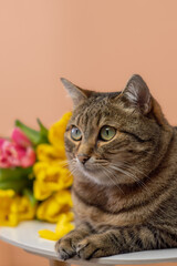 Cat with fresh yellow and pink tulips on pink background. Vertical photo.
