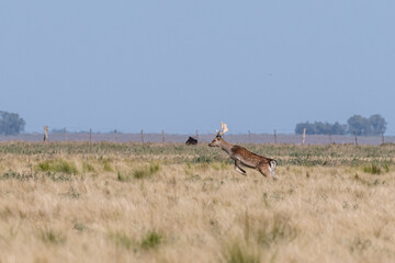 deer