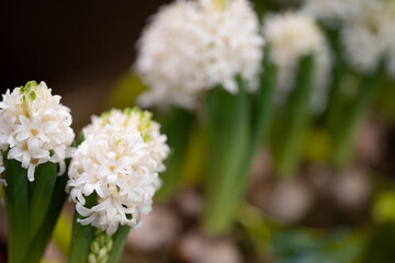 Blumen und Blüten - in der Natur