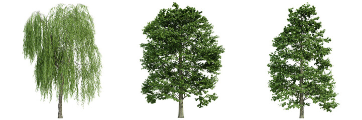 various tree isolated on white, photorealistic render